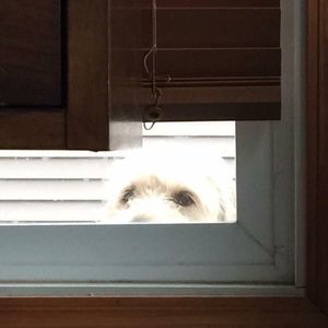 Meet your Posher, Betsy